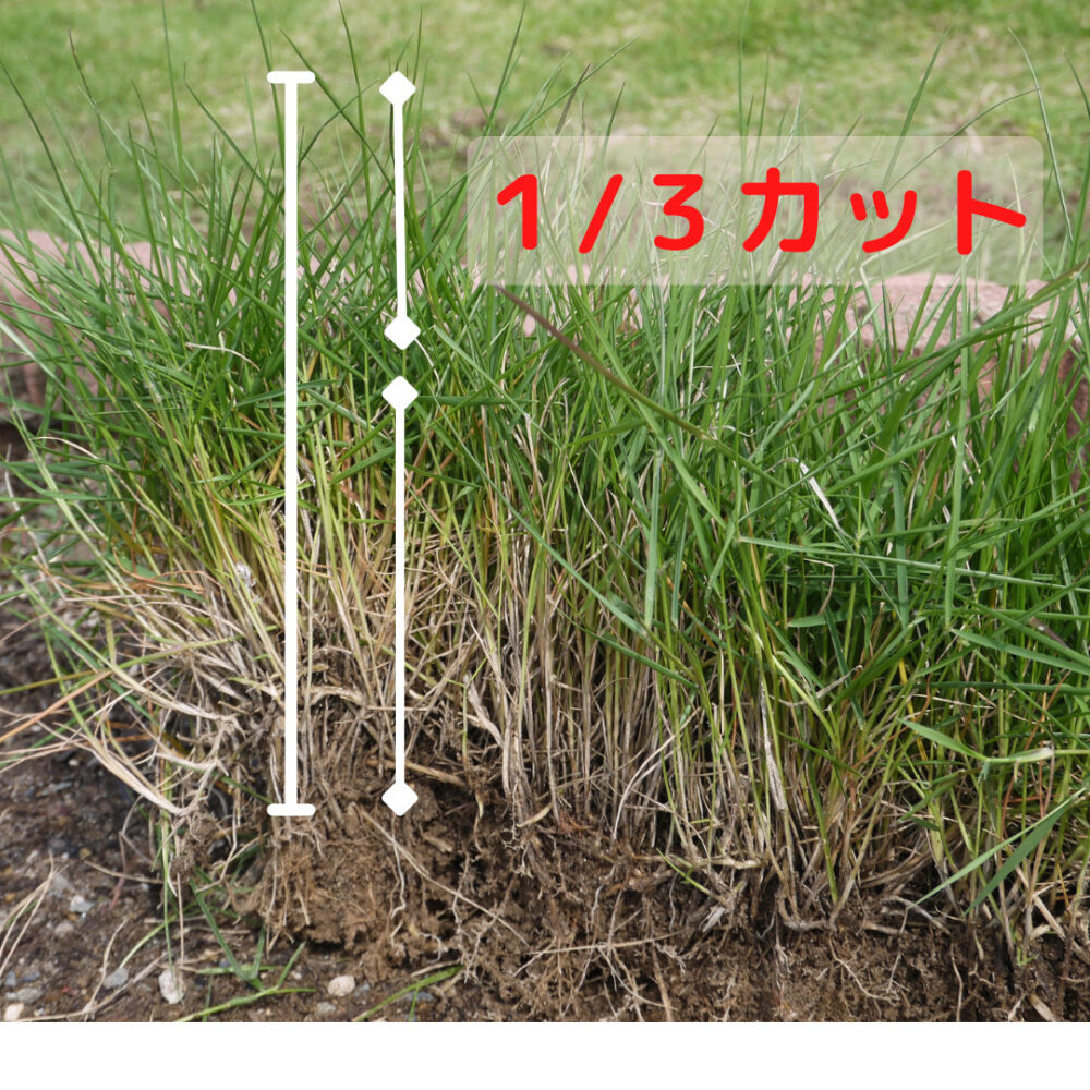 芝刈りってどれくらい大変なの シバフノオト